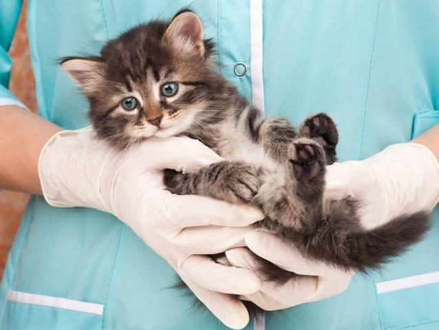 برنامه واکسیناسیون گربه