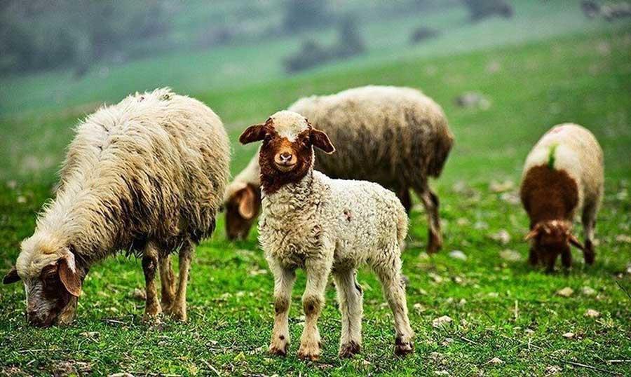 بهترین نژادهای گوسفند ایرانی برای پرواربندی