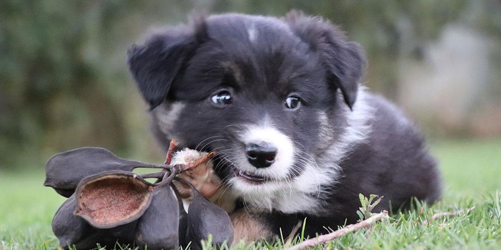 از چه سنی می توان توله سگ را به طبیعت برد؟