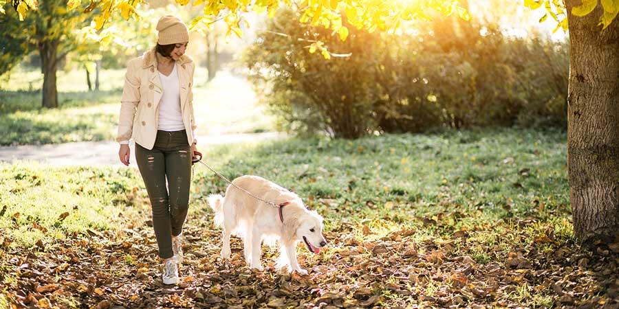 ۱۰ فایده شگفت انگیز پیاده روی روزانه با سگ