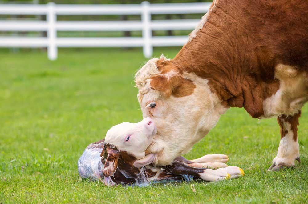 چگونگی وضع حمل گاوها