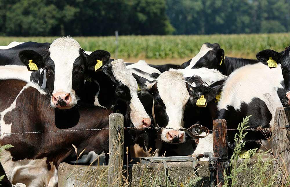 ملاحظات مدیریتی و تغذیه ای برای کاهش تنش حرارتی در گاوهای شیری