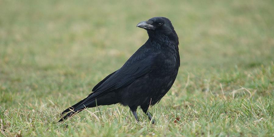 کلاغ-سیاه