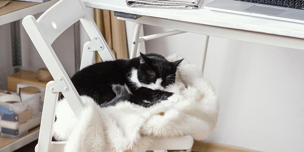 ۶ خطر مهم برای سلامت گربه های کم تحرک و خانگی