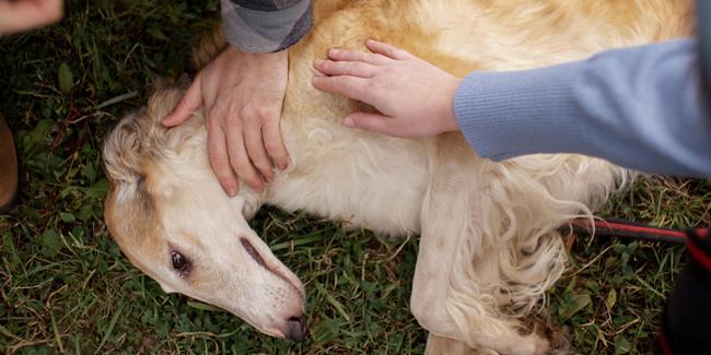 8 اقدام کمک های اولیه برای درمان سگ شما!