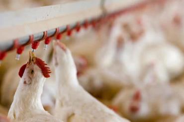 فاکتورهای موثر بر کیفیت آب و نقش آن در بهبود عملکرد گله های مرغ گوشتی