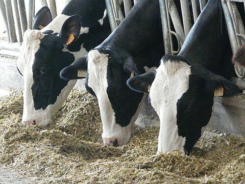 استفاده از مواد معدنی در تغذیه گاوهای شیری 