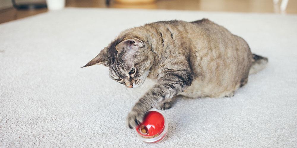 زندگی گربه آپارتمانی بدون فضای بیرون؛ مزایا و چالش ها