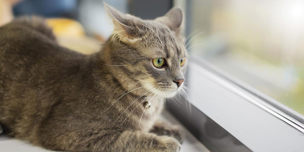 چند ساعت می توان گربه را تنها در خانه گذاشت؟