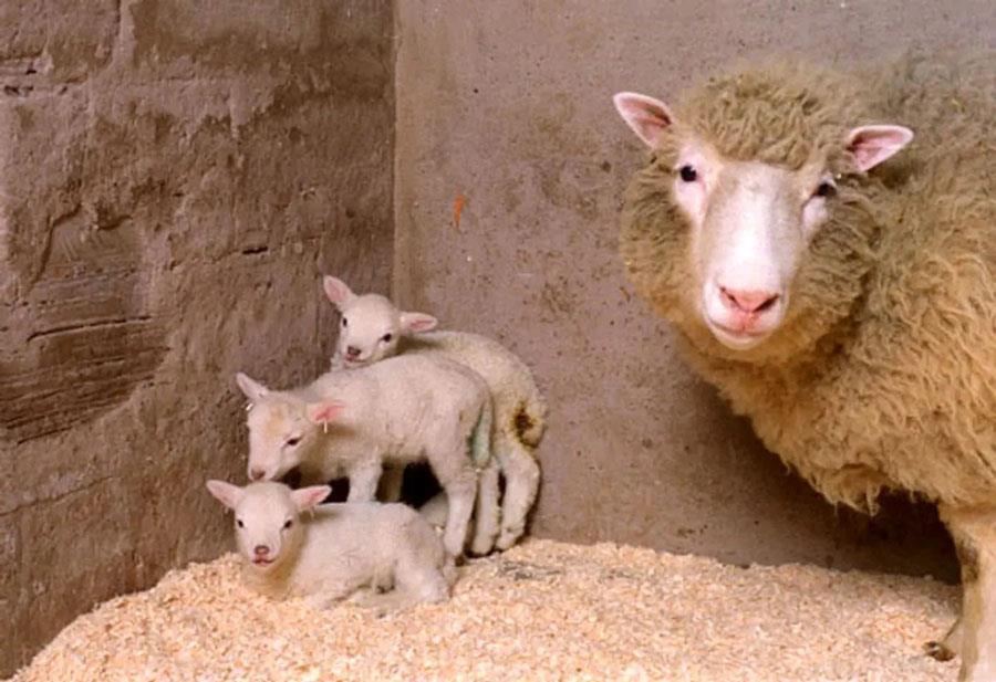 شير و گوشت حیوانات شبیه سازی شده را بخوریم یا نخوریم؟