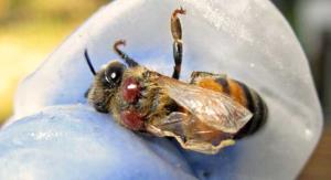 بیماریها و داروهای زنبور عسل