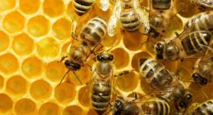 سایر دانستنی های زنبور عسل