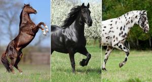 انواع نژادهای اسب