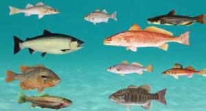 انواع گونه های ماهی