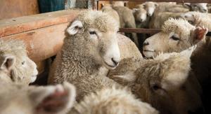 پرورش و تغذیه گوسفند