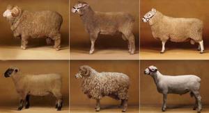 انواع نژادهای گوسفند و بز