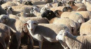 گوسفند و بز نژاد ایرانی