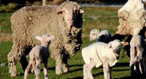 گوسفند و بز نژاد غیر ایرانی